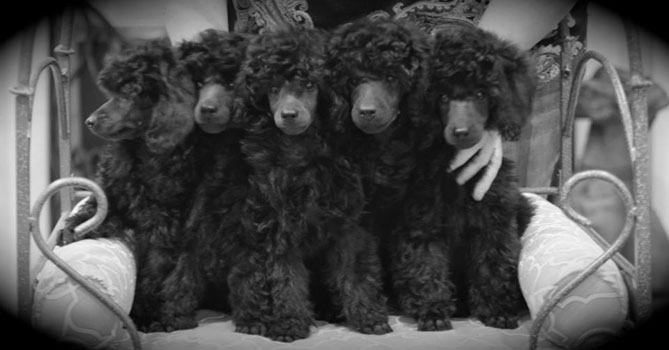 miniature poodle puppies