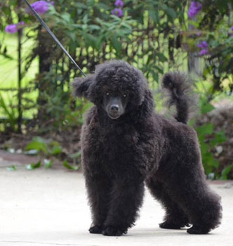 miniature poodle puppies