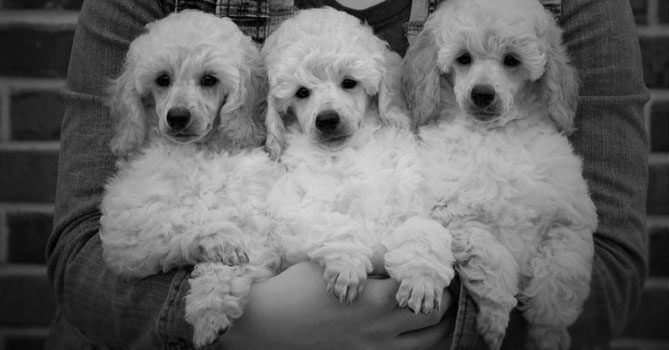 miniature poodle puppies