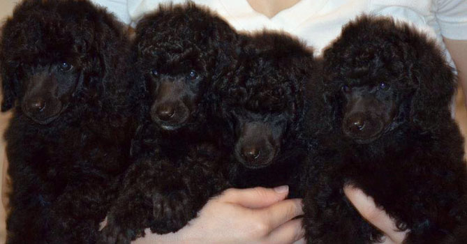 miniature poodle puppies