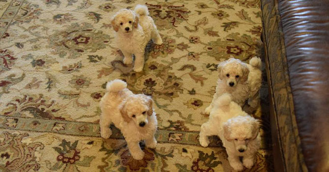 miniature poodle puppies