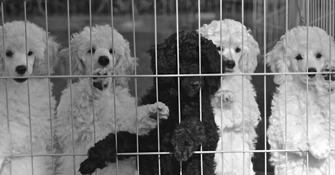 miniature poodle puppies