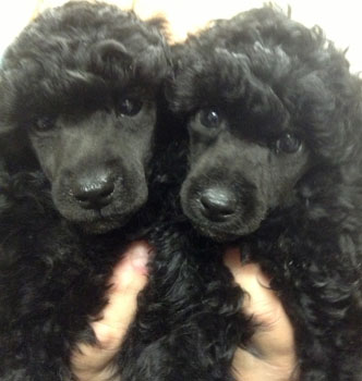 miniature poodle puppies