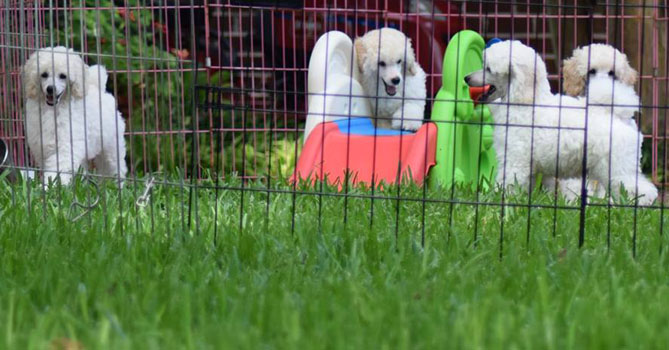 miniature poodle puppies