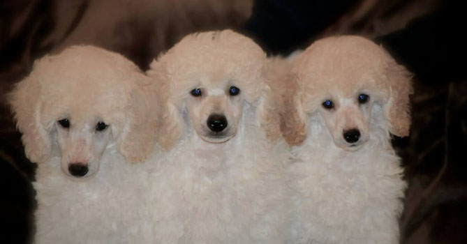 miniature poodle puppies