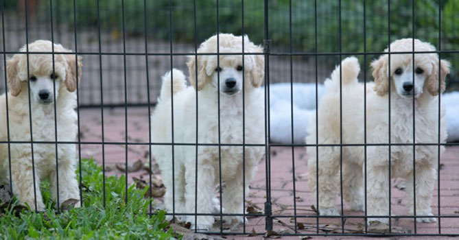 miniature poodle puppies