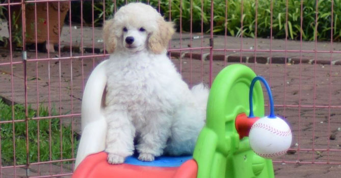 miniature poodle puppies