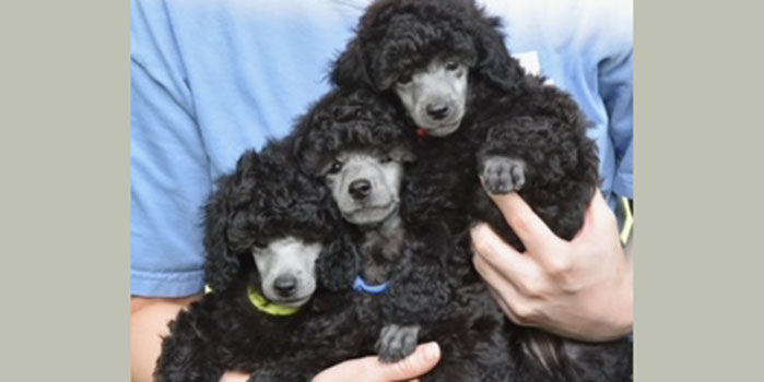 miniature poodle puppies