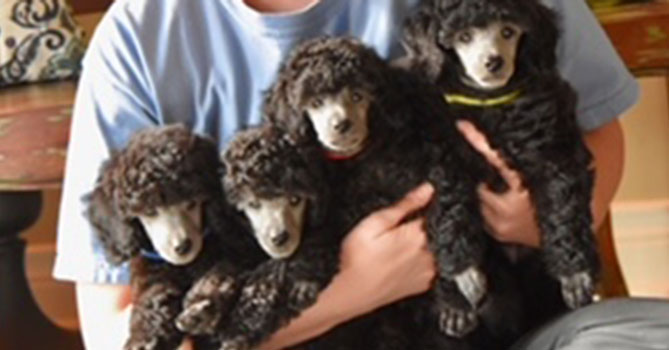 miniature poodle puppies