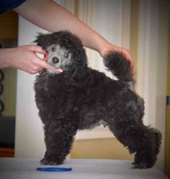 miniature poodle puppies