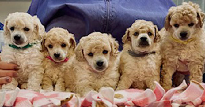 miniature poodle puppies