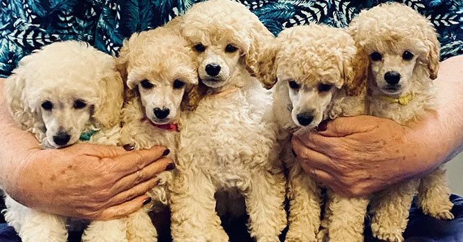 miniature poodle puppies