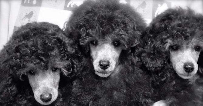 miniature poodle puppies