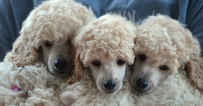 miniature poodle puppies