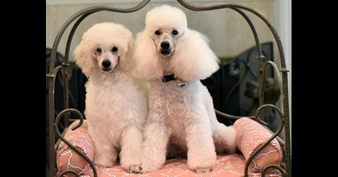 miniature poodle puppies