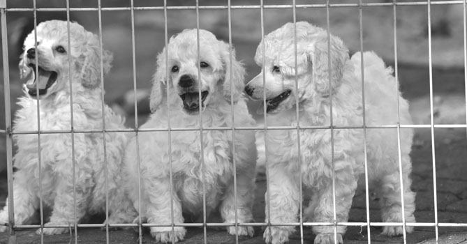 miniature poodle puppies