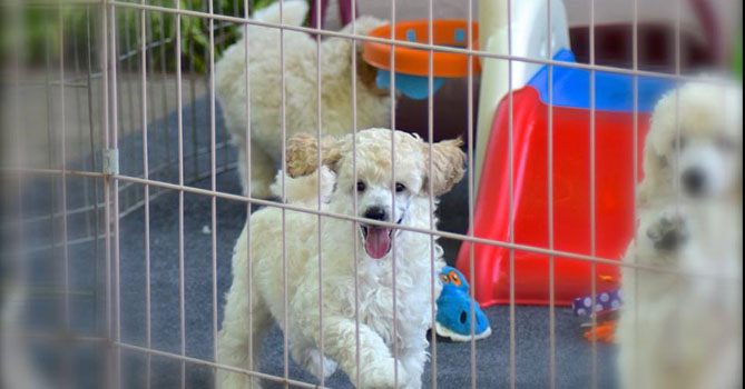 miniature poodle puppies