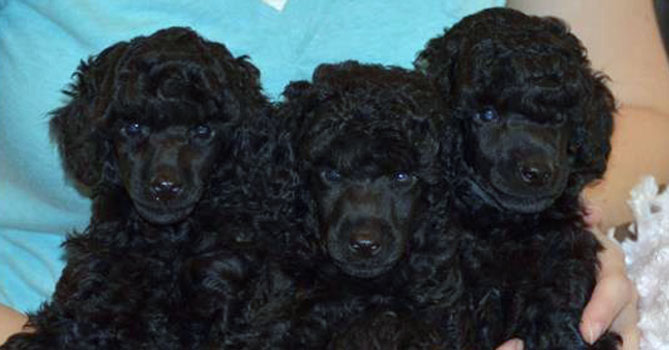 miniature poodle puppies