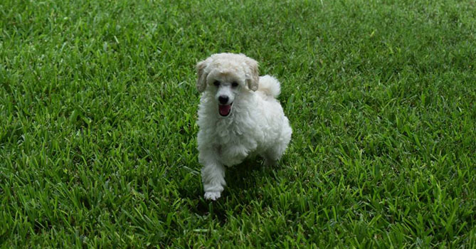 miniature poodle puppies